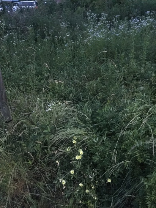 f0207146_06075159.jpeg