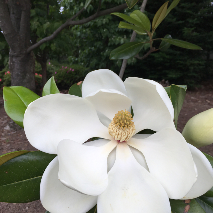 タイサンボク 泰山木 : 三楽 3LUCK 造園設計・施工・管理 樹木樹勢診断