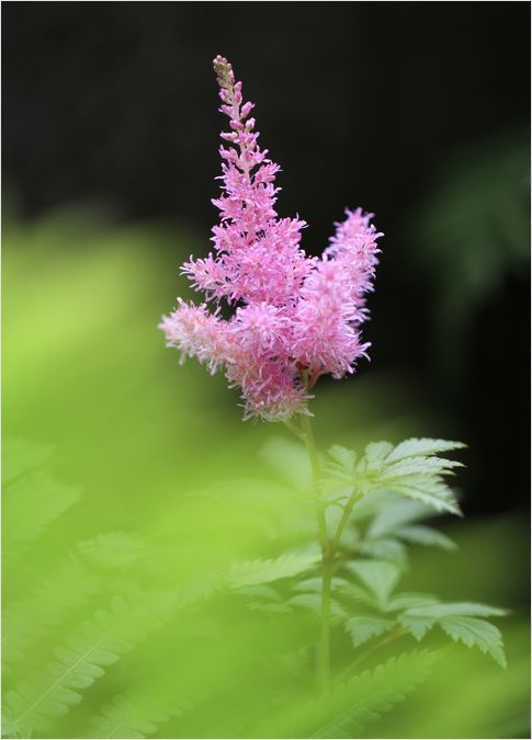 わが庭のお花達_a0256349_1137799.jpg