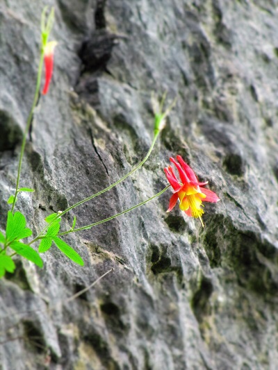 Wild Columbine北米春の花 絵画におけるシンボリズム_a0190056_642209.jpg