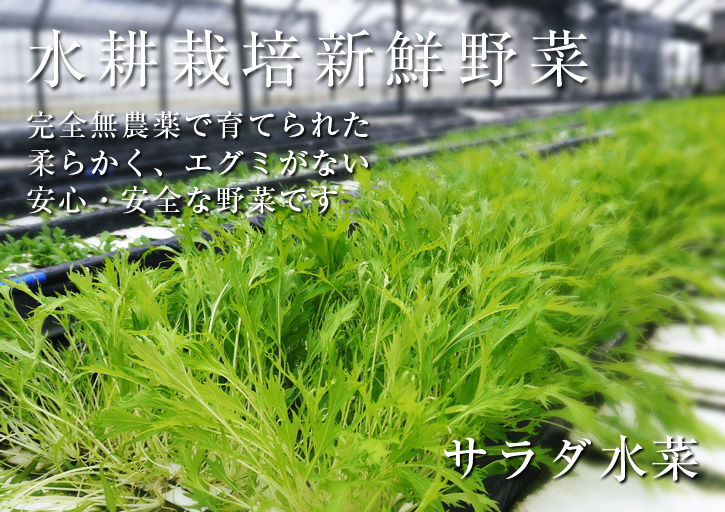 水耕栽培 無農薬で育てた朝採り『サラダ水菜』再入荷！『サラダ