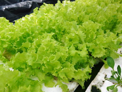 水耕栽培 無農薬で育てた朝採り『サラダ水菜』再入荷!『サラダリーフ』も大好評発売中!_a0254656_19313674.jpg