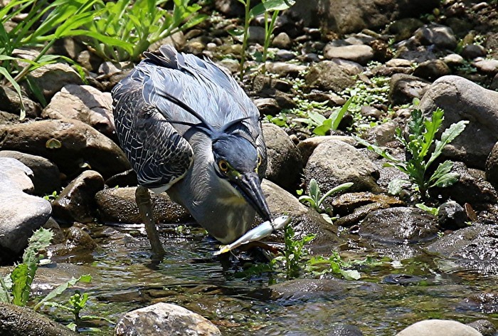 捕　食　　ササゴイ_e0139059_19573461.jpg