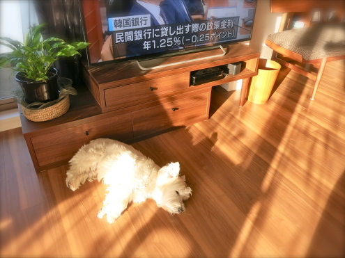 どうしちゃったのかな。。？_c0260460_06510726.jpg