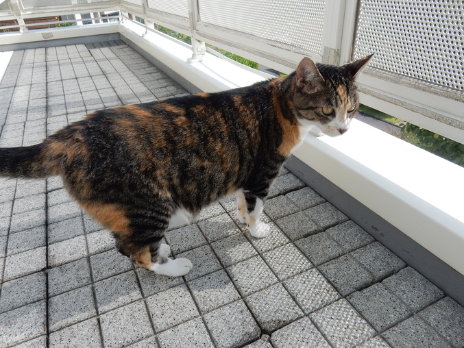 ’16,6,10(金)わぁ~、ビワの実がこんなに!_f0060461_854582.jpg