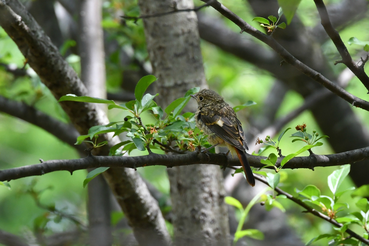 ジョウビタキ幼鳥_f0053272_8537.jpg