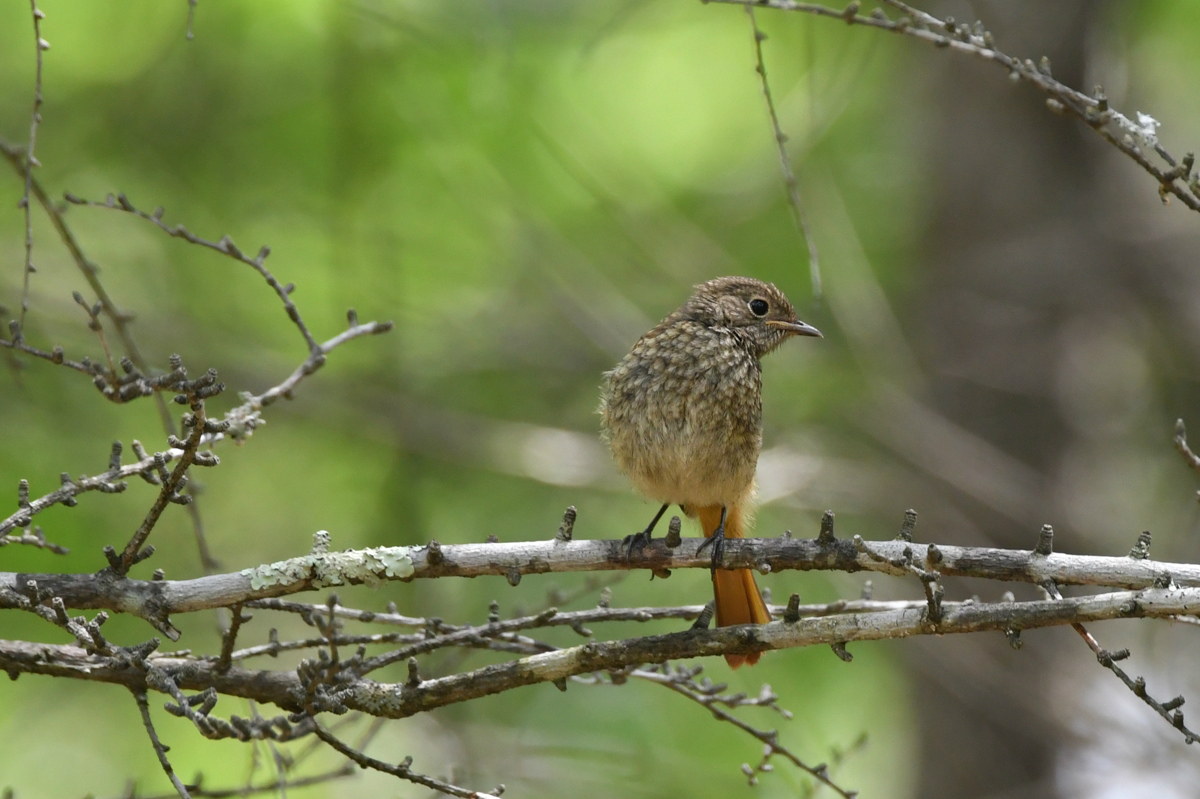 ジョウビタキ幼鳥_f0053272_881637.jpg