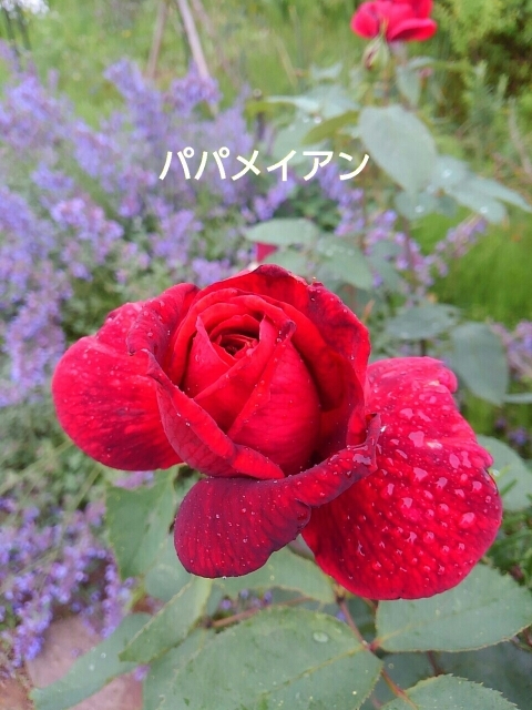 a0193175_12222766.jpg