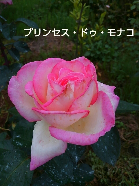 a0193175_12223042.jpg