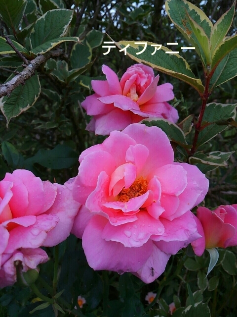 a0193175_12223232.jpg