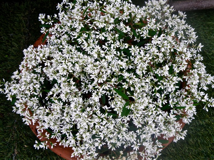 ユーフォルビア ダイアモンドフィズ 雪華草の八重咲き種です 楽餓鬼