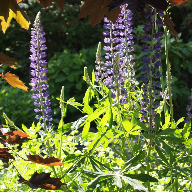 お庭のお花_a0292194_20113255.jpg