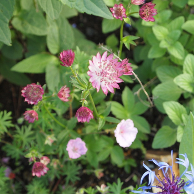 お庭のお花_a0292194_20133393.jpg