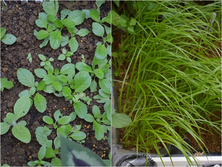 移植作業に忙しい、6月11日の庭。_c0124100_16574815.jpg