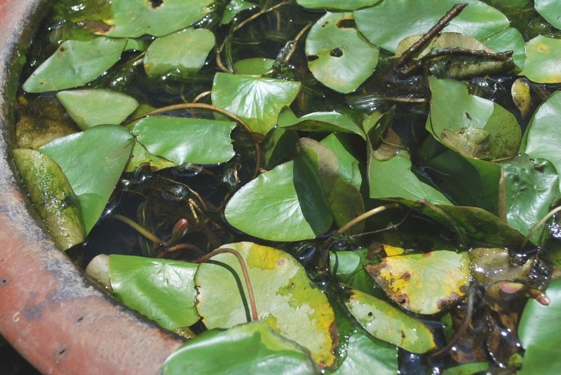 e0025300_21875.jpg