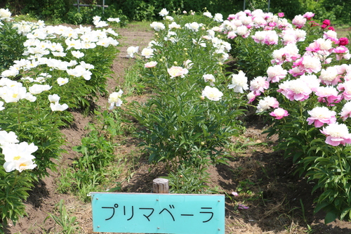 南陽市　諏訪神社　しゃくやく祭り・・・４１_c0075701_6191548.jpg