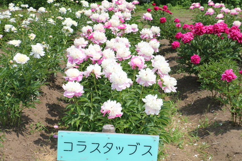 南陽市　諏訪神社　しゃくやく祭り・・・４１_c0075701_6193827.jpg