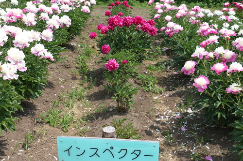 南陽市　諏訪神社　しゃくやく祭り・・・４１_c0075701_6195551.jpg