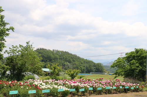 　南陽市　諏訪神社　しゃくやく祭り・・・４３_c0075701_6454192.jpg