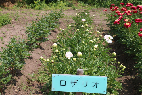 　南陽市　諏訪神社　しゃくやく祭り・・・４３_c0075701_6463196.jpg