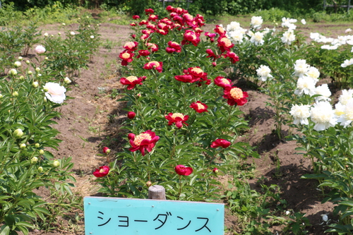 南陽市　諏訪神社　しゃくやく祭り・・・４３_c0075701_6465429.jpg