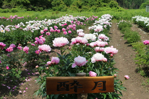 c0075701_6524882.jpg