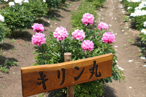 c0075701_65313.jpg