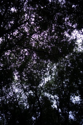 朝の散歩 la promenade matinale_e0206902_1526237.jpg