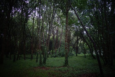 朝の散歩 la promenade matinale_e0206902_1527829.jpg