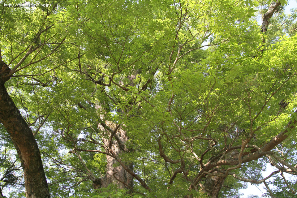 c0189013_215403.jpg