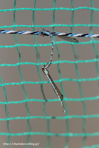 c0189013_2245163.jpg
