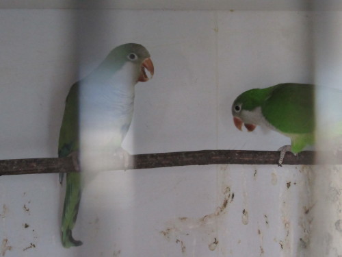 100 オキナインコ 里親 人気のある画像を投稿する