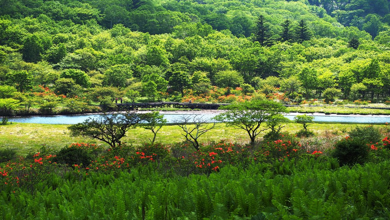 赤城山・覚満渕。レンゲツツジを水絡みで撮ってみた_a0031821_17594752.jpg