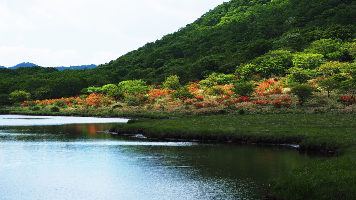 赤城山・覚満渕。レンゲツツジを水絡みで撮ってみた_a0031821_182455.jpg