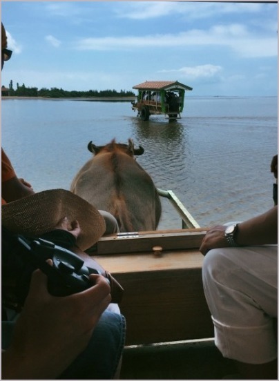 d0017632_16272052.jpeg