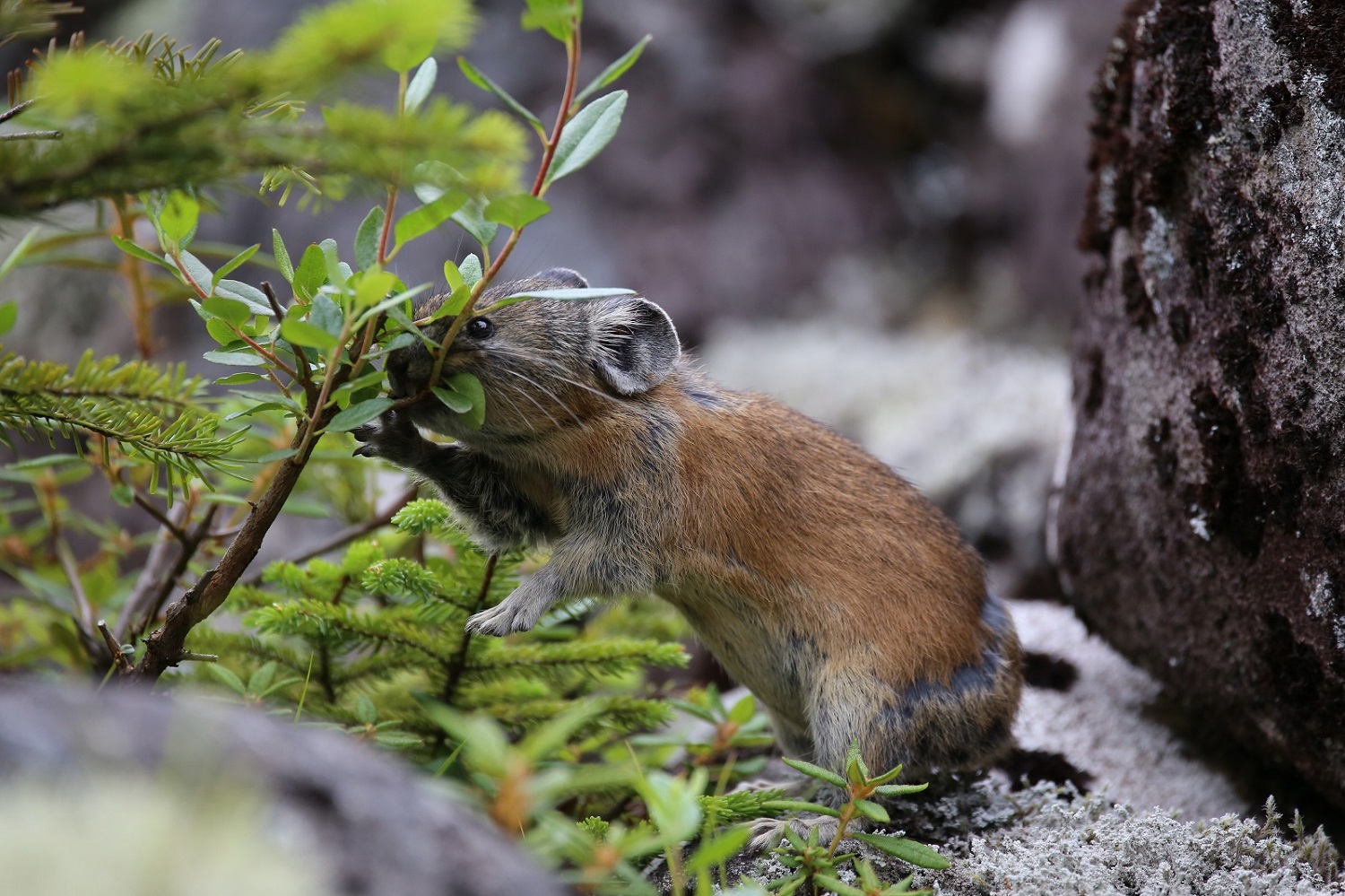 道東の動物_f0295836_11385069.jpg