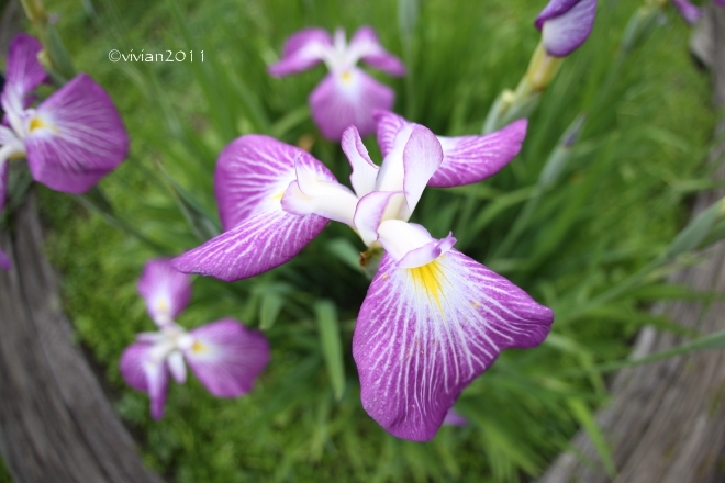 6月の写真クラブの撮影会 ~花菖蒲が見ごろ・花之江の郷~_e0227942_00141249.jpg