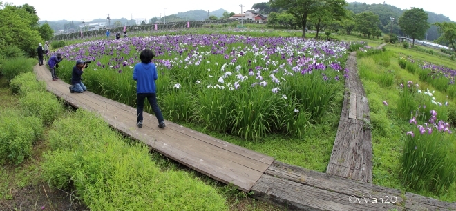 6月の写真クラブの撮影会 ~花菖蒲が見ごろ・花之江の郷~_e0227942_00145344.jpg