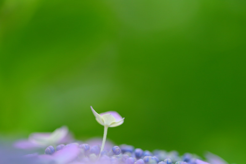 紫陽花のあかちゃん_c0171945_23322418.jpg