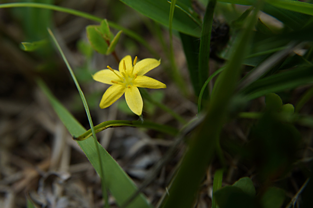 花の火曜日・花火の日②＊ヤマトキソウ＊_f0214649_4145645.jpg