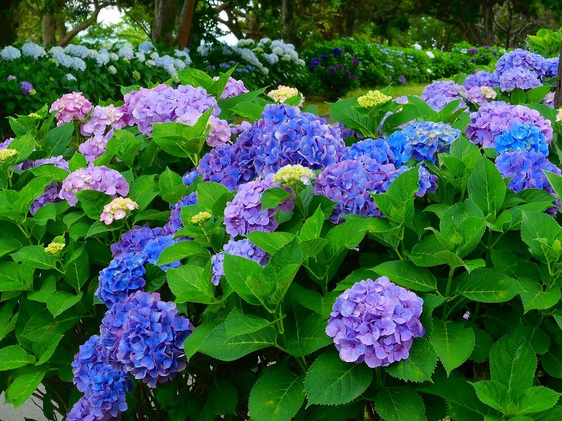 吉野公園の紫陽花ロードさんぽ@紫陽花の苗無料配布のおしらせ_f0130557_18234175.jpg