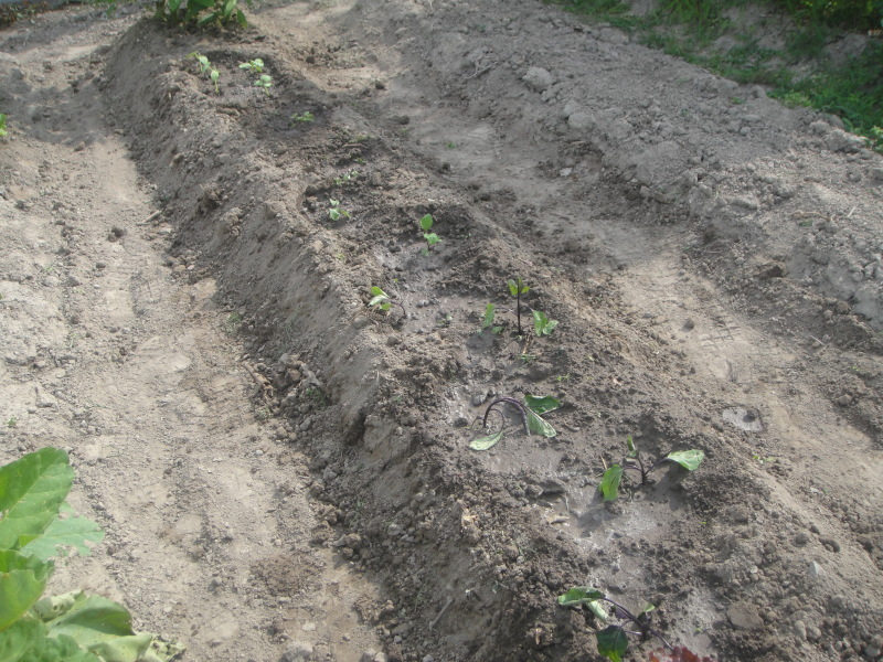c0108460_21024886.jpg