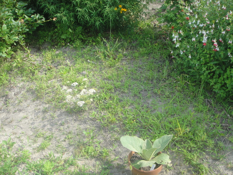 c0108460_21262861.jpg