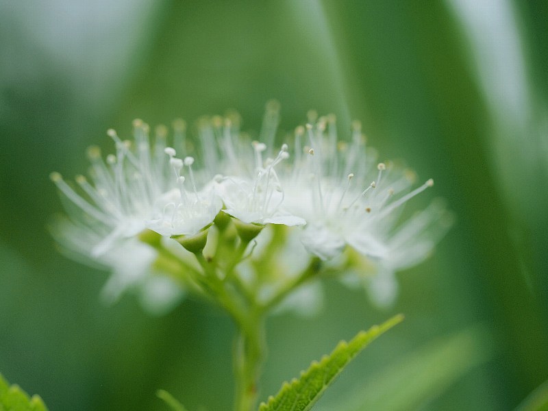 シモツケの花_a0330871_20524597.jpg