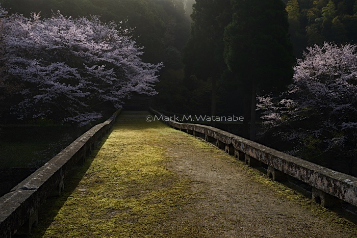 八勢眼鏡橋の春景色_e0135098_16142034.jpg