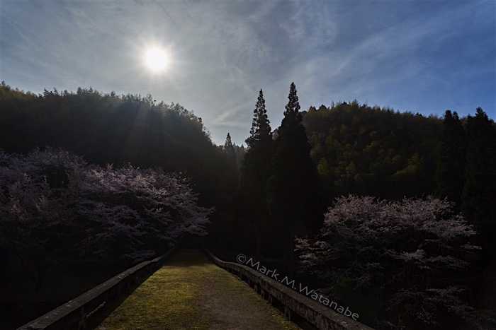八勢眼鏡橋の春景色_e0135098_16144359.jpg