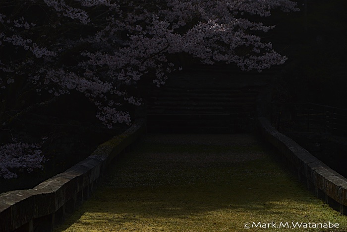 八勢眼鏡橋の春景色_e0135098_16145546.jpg