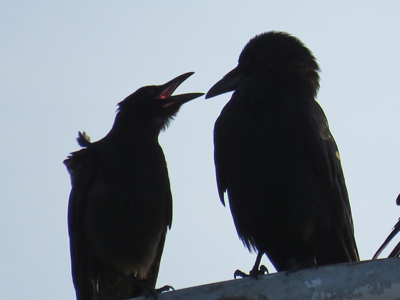 朝の空、朝のカラスに朝のネコ、そしてもちろん朝の犬^m^_c0049299_2311661.jpg