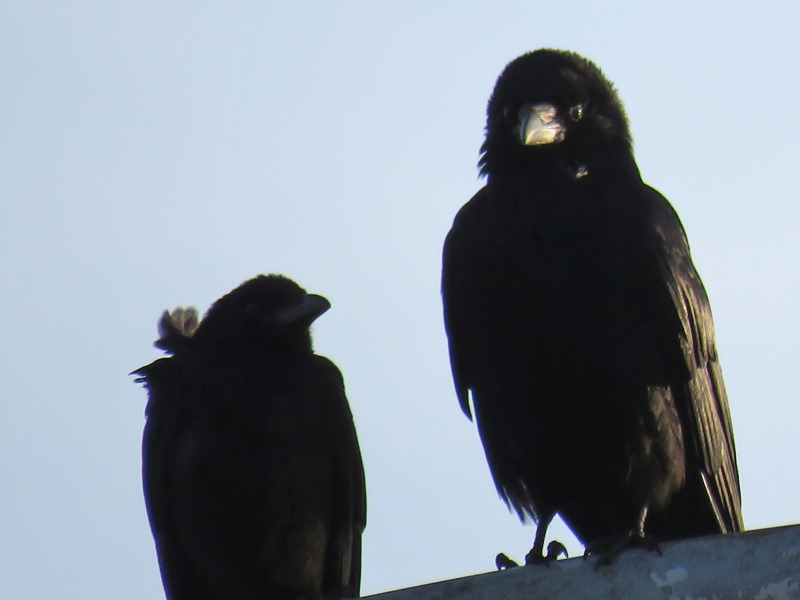 朝の空、朝のカラスに朝のネコ、そしてもちろん朝の犬^m^_c0049299_23132862.jpg