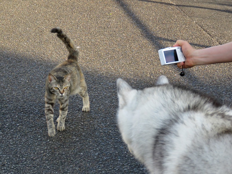 朝の空、朝のカラスに朝のネコ、そしてもちろん朝の犬^m^_c0049299_2316546.jpg